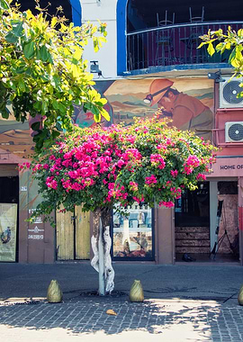 Bougainvillea Tree in Urban Setting