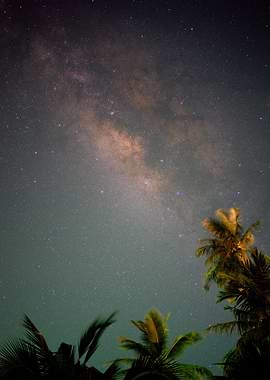 Milky Way over Palm Trees