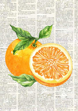 Oranges on Newspaper Watercolor Painting