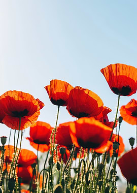 Red Poppies Against Blue Sky