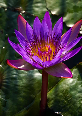 Purple Water Lily in Full Bloom