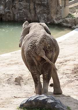 Elephant Rear View Near Water
