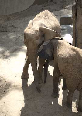 Two Elephants in Natural Habitat