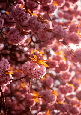 Cherry Blossoms