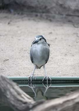 Night Heron by the Water