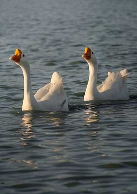 Summer Texan Golden Hour with Geese