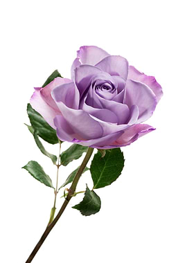 Single Purple Rose on White Background