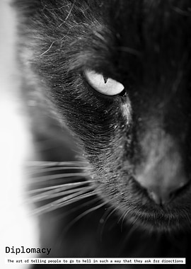 Diplomacy: Black Cat Close-Up