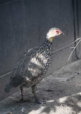 Crested Francolin Bird Portrait