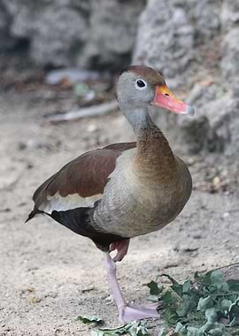 Black-bellied Whistling Duck Portrait
