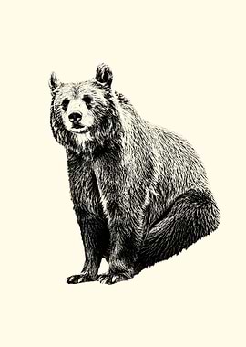Bear Illustration