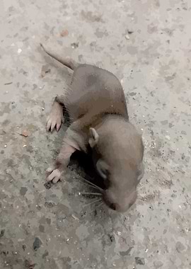 Small Brown Rat on Concrete
