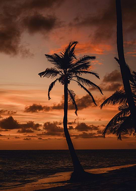 Tropical Sunset Palm Trees