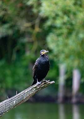 Cormorant Perched on Branch