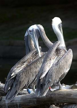 Three Pelicans on a Log
