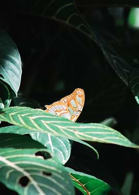 Butterfly on Leaf