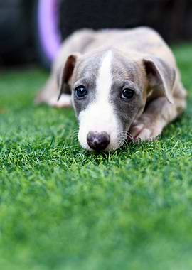 Cute pedigree Whippet‎ puppy on the grass