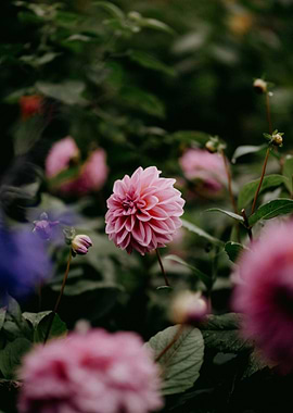 Pink Dahlia Flower Garden
