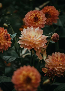 Peach and Orange Dahlia Flowers