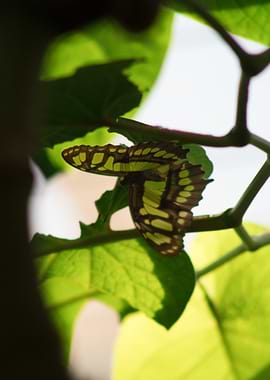 Butterfly on Green Leaves