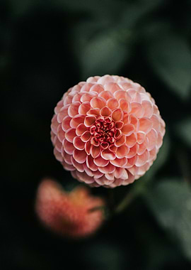 Close-up of a Pink Dahlia Flower