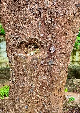Tree Trunk Close-Up with Knot Hole