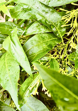 Green Leaves and Flowers with Water Droplets