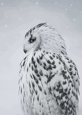 Snowy Owl Portrait in Winter