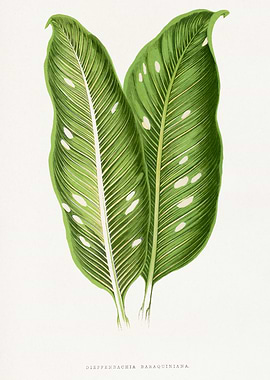 Dieffenbachia Baraquiniana Botanical Illustration