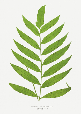 Polypodium Inæquale Fern Illustration