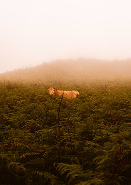 Cow in a Fern Field