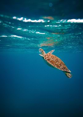 Sea Turtle Swimming Underwater
