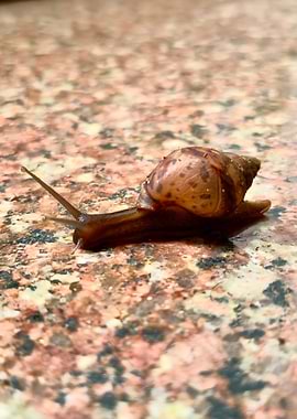 Snail on a patterned surface