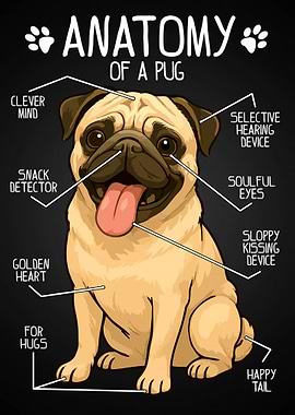 Anatomy of a Pug Funny Poster