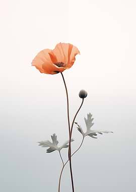 Elegant Poppy Flower