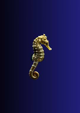 Seahorse on Dark Blue Background