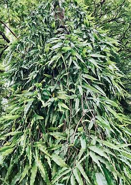 Green foliage on a tree trunk