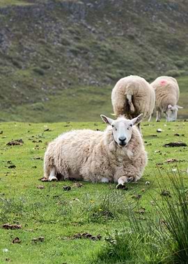 Sheep in a green field