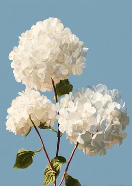 White Hydrangea Flowers on Blue Background