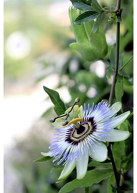 Passion Flower Close-Up