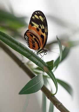 Butterfly on a Leaf