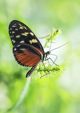 Tiger Longwing Butterfly on Green Plant