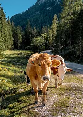 Cows in a Mountainous Landscape