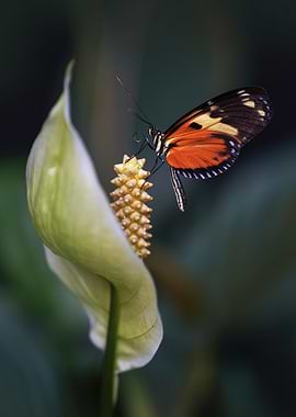 Butterfly on a Calla Lily