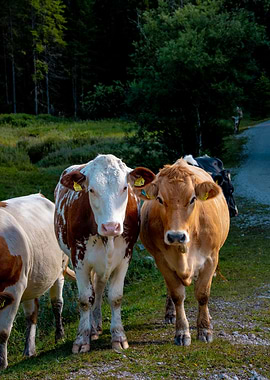 Cows Grazing in a Mountain Pasture