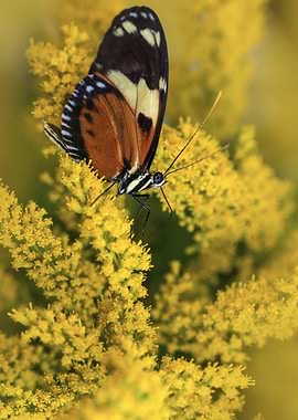 Butterfly on Yellow Flowers