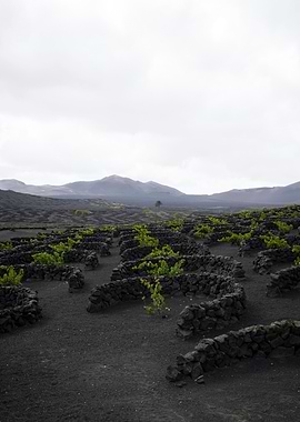 Vineyard on Volcanic Soil, Lanzarote