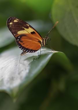 Butterfly on a Leaf