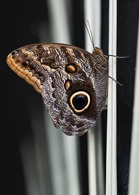 Owl Butterfly Close-Up