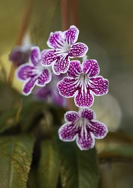 Purple and White Streptocarpus Flowers
